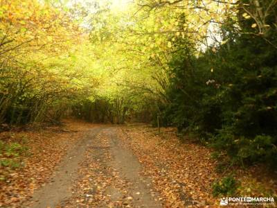 Hayedos Rioja Alavesa-Sierra de Toloño;parque de urbasa najarra senderismo wikipedia rutas senderism